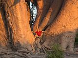 Africa 130 : Africa, Baobab, Botswana, Makgadikgadi, Nature, Trees